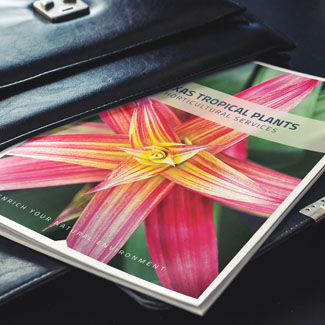 Texas Tropical Brochure Design